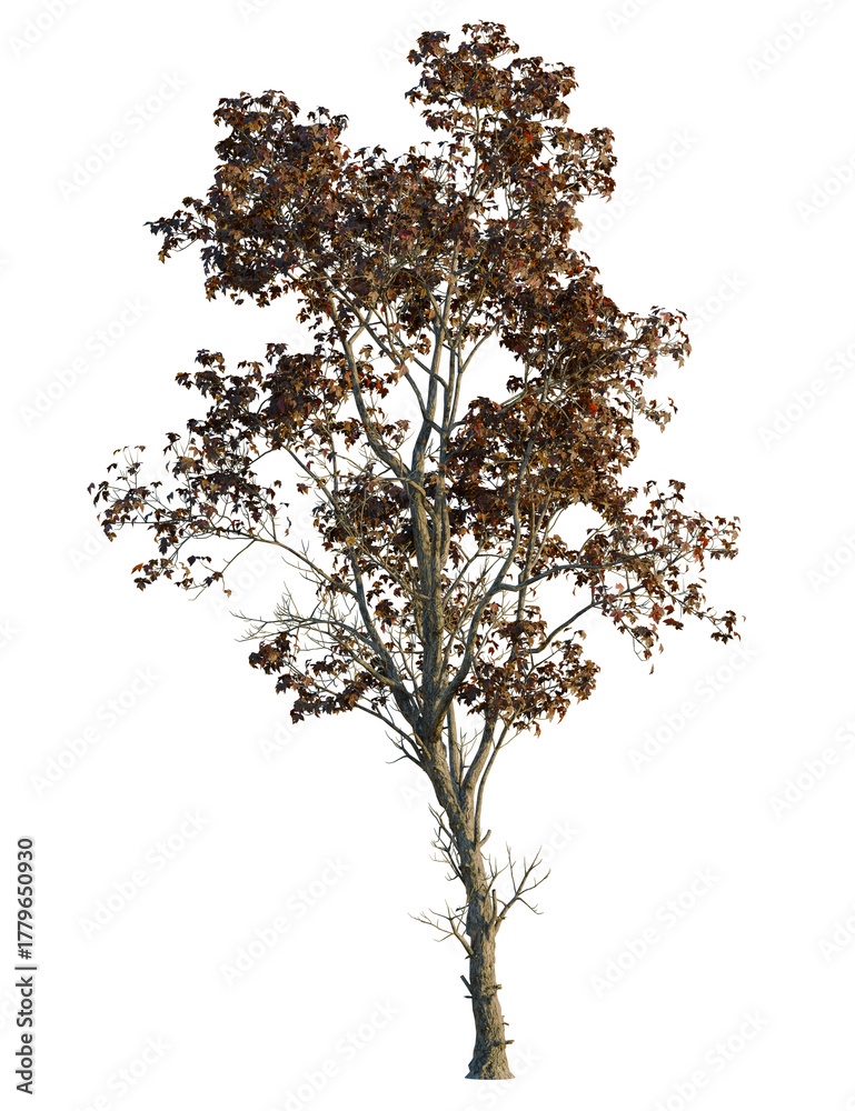 Fototapeta premium Acer ukurunduense tree, front view, cutout, transparent background, isolate, Autumn tree with golden light, perfect for fall designs and backgrounds