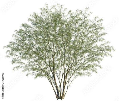 Fototapeta Naklejka Na Ścianę i Meble -  Parkinsonia aculeata tree, front view, cutout, transparent background, isolate, Elegant desert willow tree with light green leaves, natural park scenery