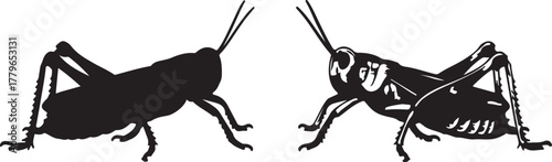 Two Black Silhouettes of Grasshoppers Facing Each Other One Detailed insect wildlife on transparent background
