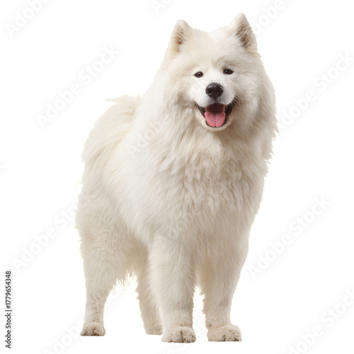 Friendly Samoyed Dog Standing Proudly in a Bright Indoor Setting During the Day