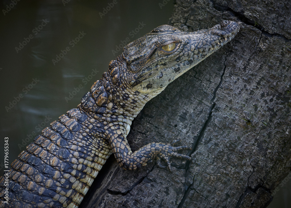 Fototapeta premium Close-up of a Baby crocodile on a log, St. Lucai Wetlands, Kwa-zulu Natal, South Africa.