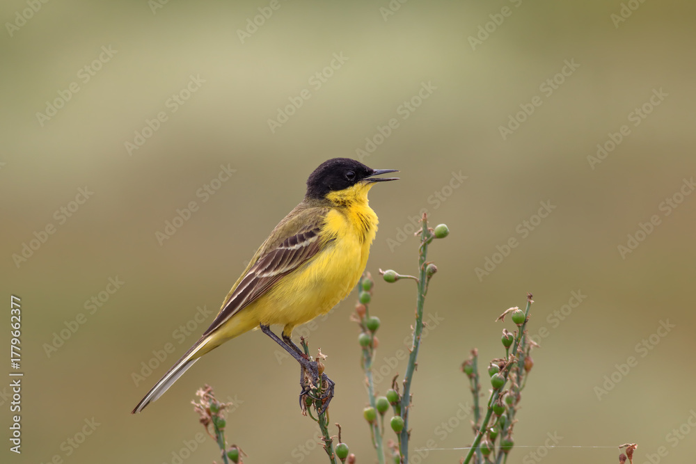 Fototapeta premium Western Yellow Wagtail standing on green grass