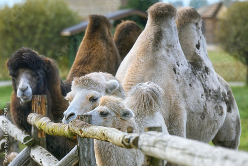 A family of camels by the fence.
