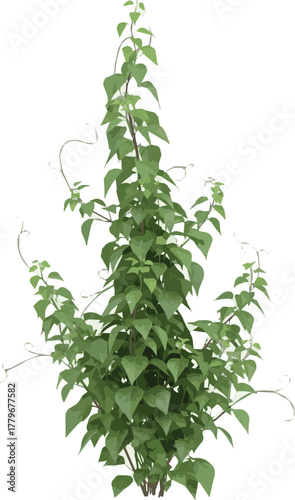 Create original Climbing creeper ivy plant small medium, Big isolated.
