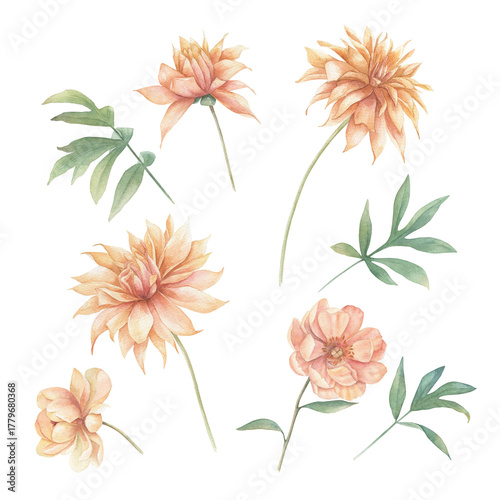 Watercolor collection with dahlia. Hand drawn illustration. Vintage floral print on white background