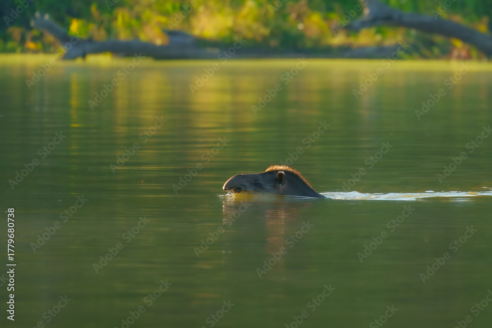 Fototapeta premium Peruvian Amazon Tapir swimming in a river. Enigmatic gentle giant of the rainforest, Manu park, Peru. Amazon.