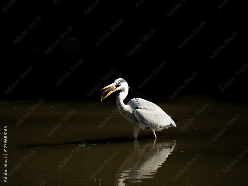 Fototapeta premium Czapla siwa (Ardea cinerea)