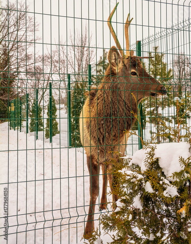 Deer in an aviary in winter