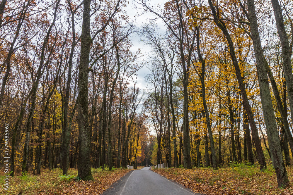 Fototapeta premium Colorful autumn trees lining a peaceful road in a serene forest during an overcast day