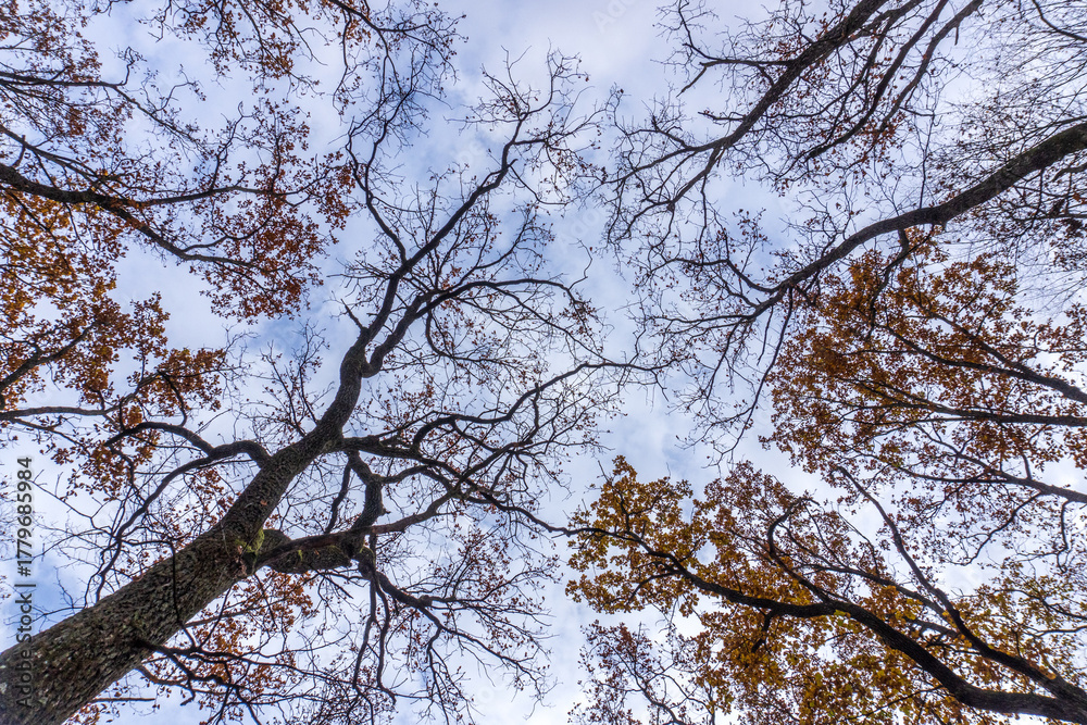 Naklejka premium Looking up at autumn trees with bare branches and scattered leaves in a tranquil forest setting during late afternoon