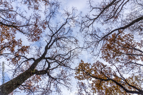 Looking up at autumn trees with bare branches and scattered leaves in a tranquil forest setting during late afternoon