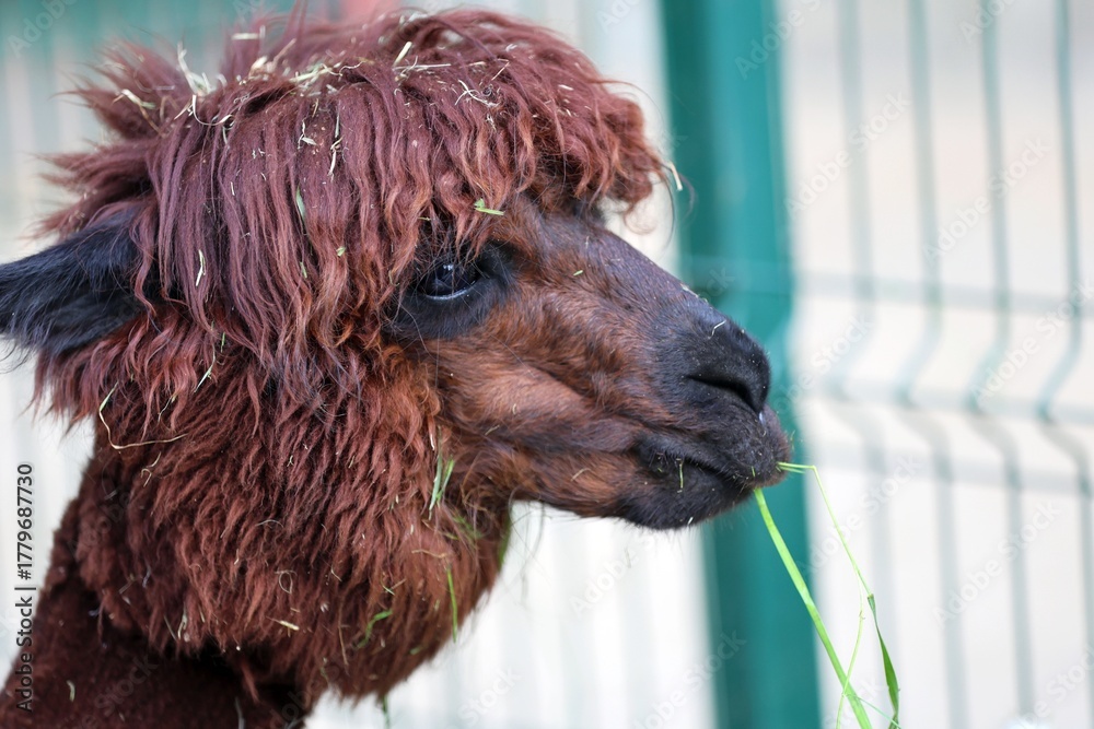 Obraz premium funny shaggy Brown Alpaca Enjoying a Green Grassy Snack