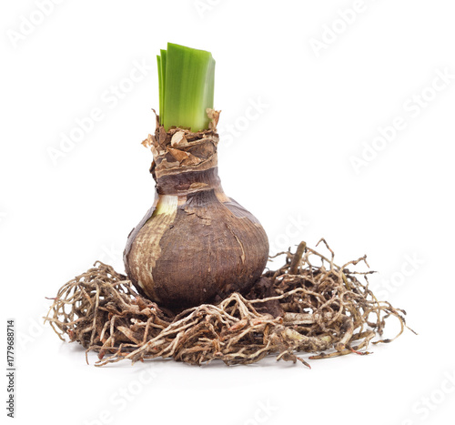 Amaryllis bulb with roots and cut leaves isolated on white background.