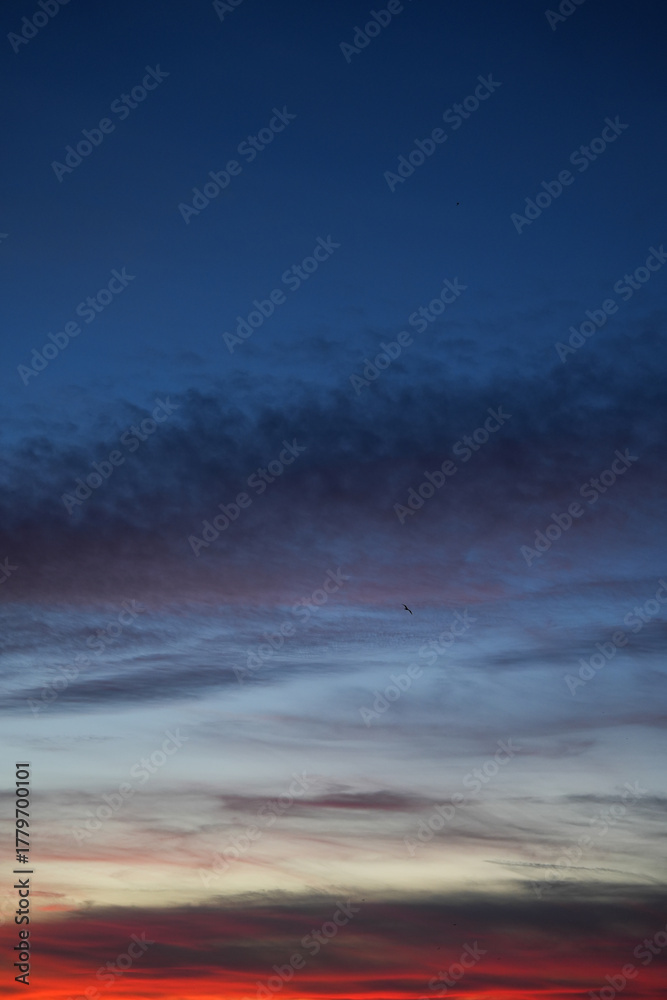 Fototapeta premium Blue and red twilight sky with layers of soft clouds and a single bird flying across horizon