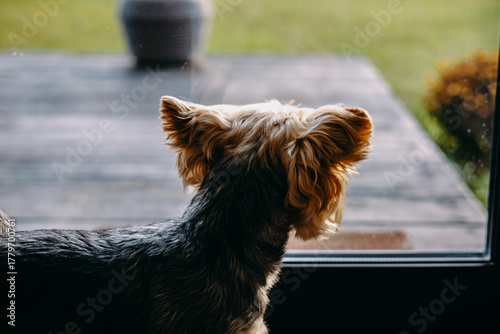 Yorkshire terrier looking out a window, waiting for the owner and watching outside. A curious Yorkie doggy, lapdog gazes out the glass door.