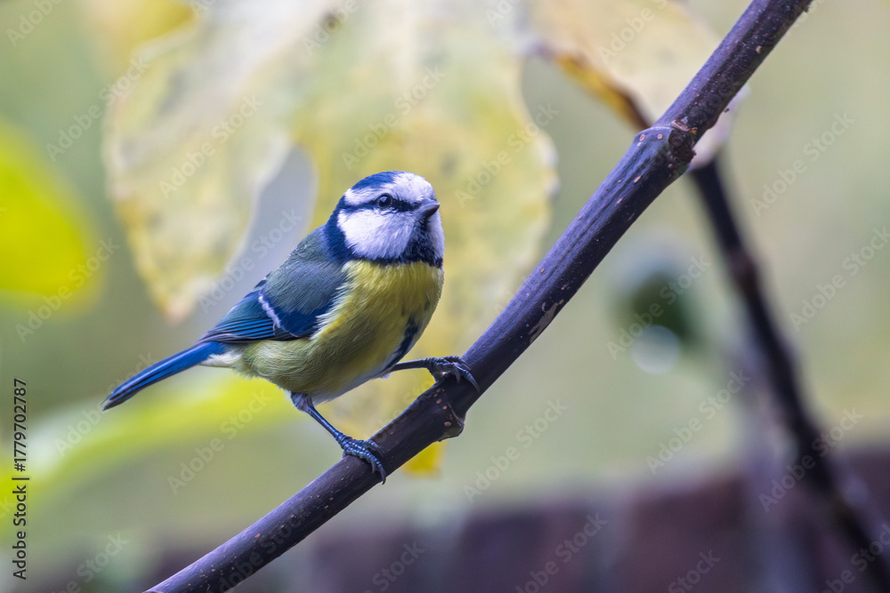 Obraz premium Portrait of a blue tit (cyanistes caeruleus) pereched on branch of tree