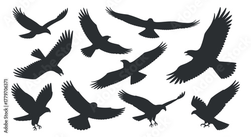 Set of bird of prey silhouettes of eagle different flying poses in sky with dynamic action in air and clean composition vector