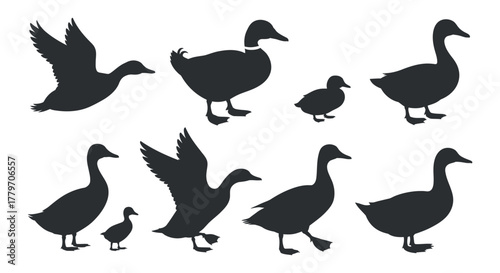 Set of duck silhouette collection in various poses vector image with clean composition, isolated and professional looking in high quality