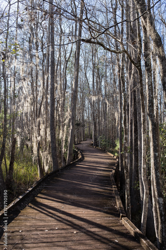 Fototapeta premium Wood Walkway