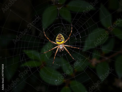 Yellow Garden Spider on Web with Dark Green Foliage Background Keywords: spider, web, garden