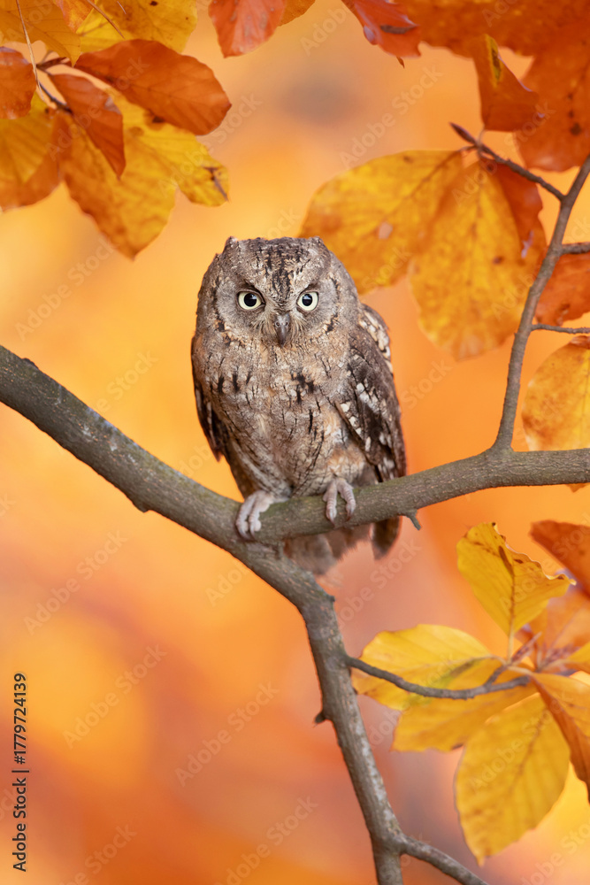 Obraz premium Eurasian scops owl (Otus scops), also known as the European scops owl, common scops owl or just scops owl