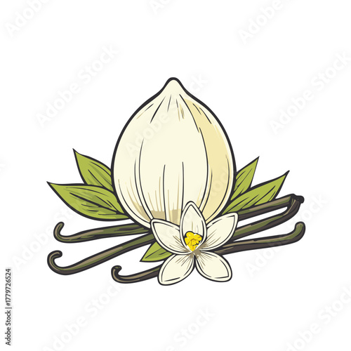 Hand drawn culinary illustration of a garlic bulb with vanilla beans and a flower