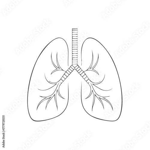 Human respiratory system anatomy diagram showing lungs, trachea, and bronchi line art illustration.