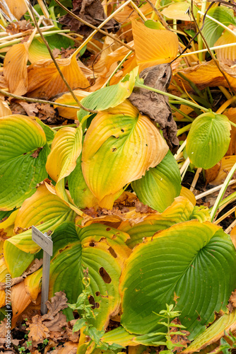 Siebolds plantain lily or Hosta Montana plant in Saint Gallen in Switzerland 19.10.2025