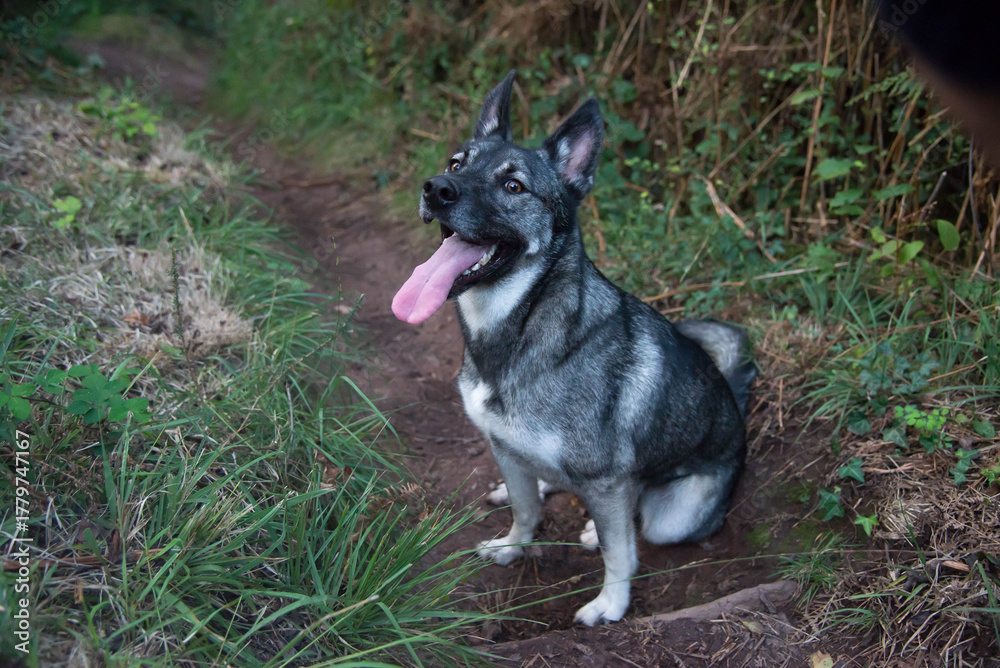 Naklejka premium Dog like a wolf