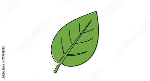 Simple green leaf illustration with visible veins and a slender stem