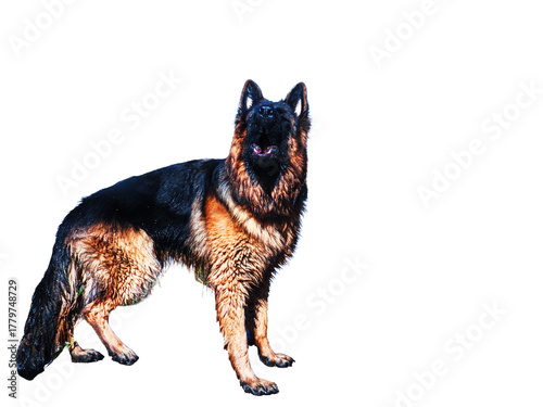 Wet German Shepherd isolated on white