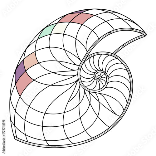 A Detailed Geometric Representation of a Nautilus Shell's Spiral Growth Pattern with Segmented Coloring