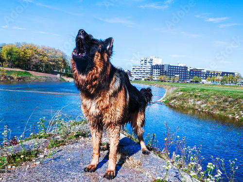 Wet German Shepherd standing by the river, looking sideways, city in the background