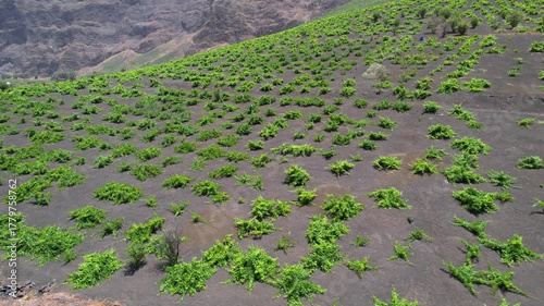 CAPE VERDE - 9.4.2025 - Excellent aerial footage circling clockwise around a vineyard growing in the volcanic soil of Cape Verde's Pico do Fogo.