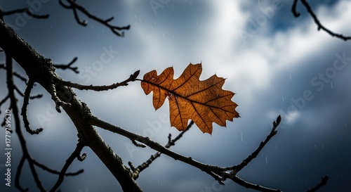 A single, last leaf remaining on a bare branch, against a dramatic grey sky.