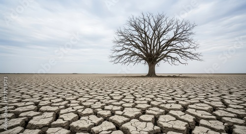 Dry Barren Tree in Desert isolated on white background PNG
