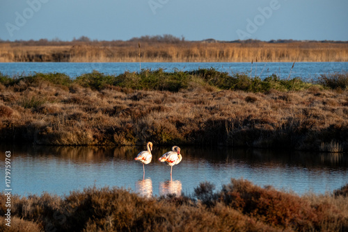 Deux flamants roses dans un paysage de Camargue (France)