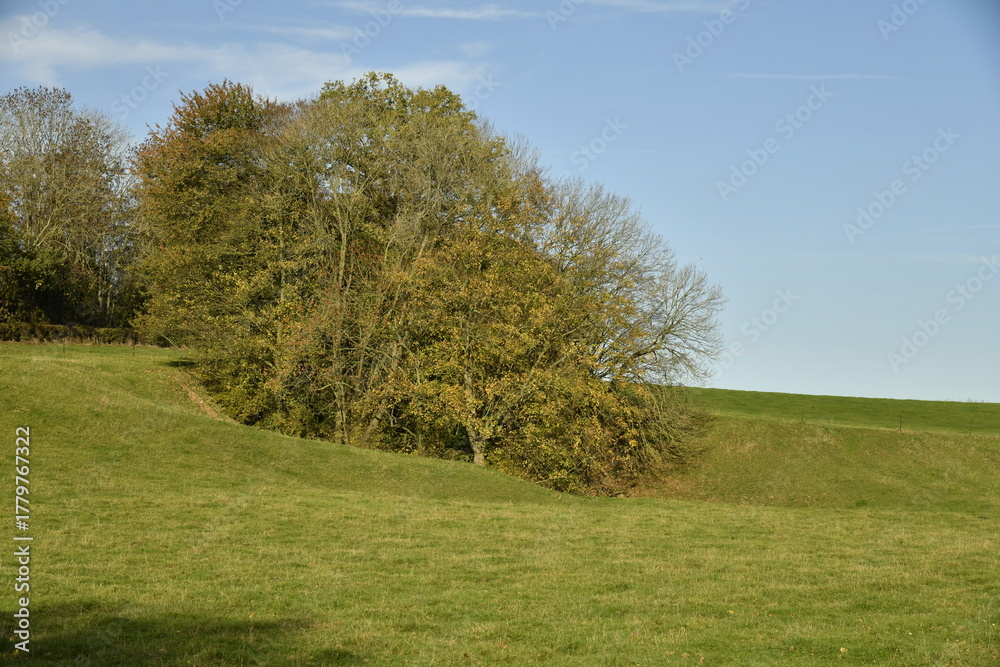 Fototapeta premium L'arbre en automne sur un petit talus à Écaussinnes-Lalaing (Soignies)