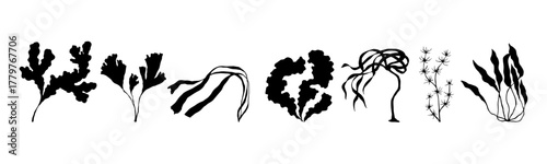 A set of aquatic plant and seaweed silhouettes. Vector graphics.
