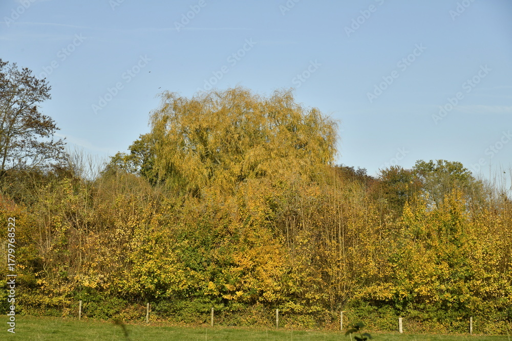 Fototapeta premium Couleurs de l'automne d'un bois sous un ciel bleu à Écaussinnes-Lalaing (Soignies)