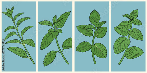 botanical herb illustration set four panels tea basil mint leaves on blue background scientific plant art vertical format educational design