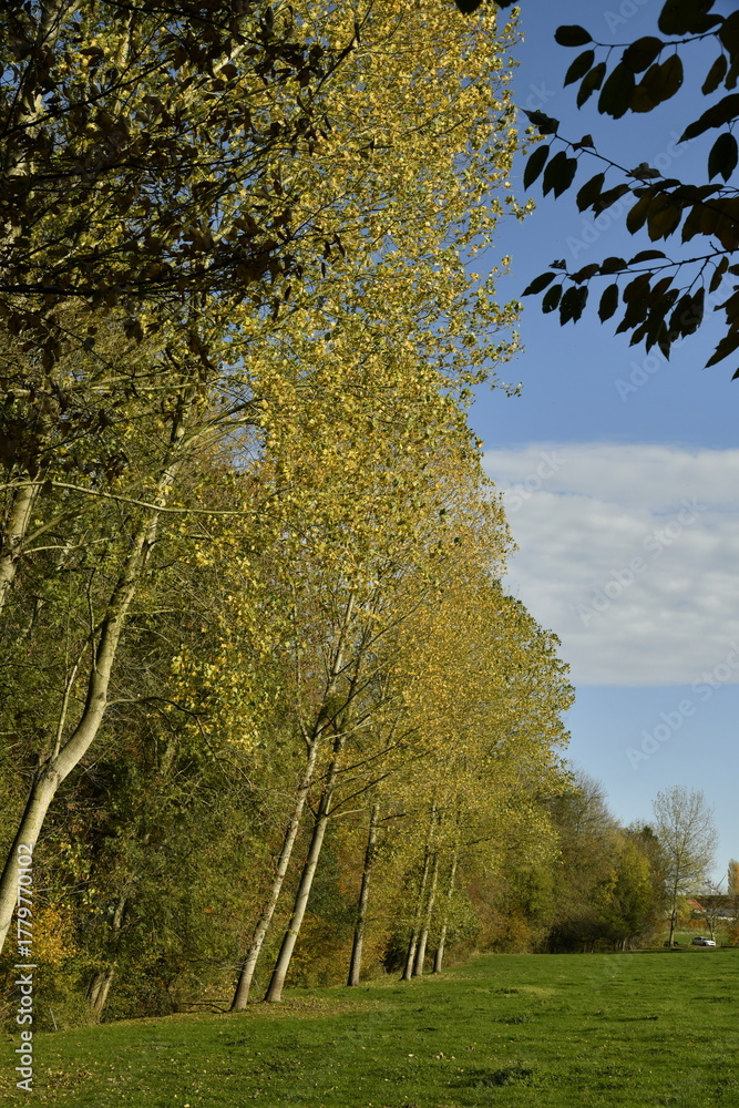 Naklejka premium Les arbres au feuillage doré d'un bois à Écaussinnes-Lalaing (Soignies)