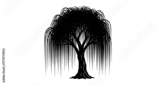 Silhouette of a weeping willow tree with drooping branches.