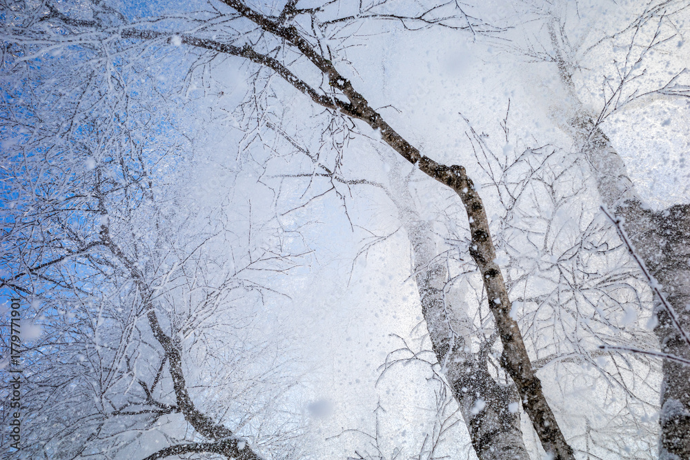 Obraz premium Snow-covered trees against a bright blue sky