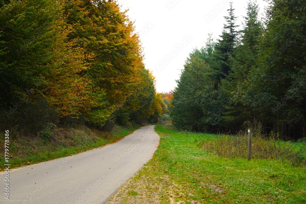 Fototapeta premium road in autumn