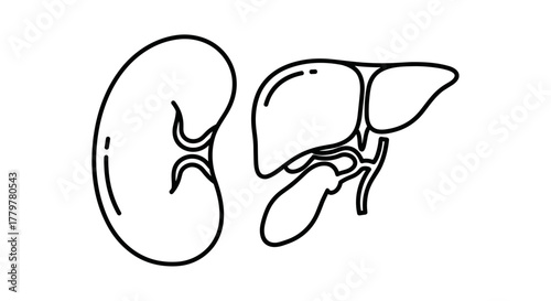 Human Kidney and Liver Organs Outline Illustration.