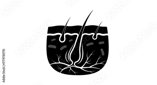 Detailed illustration of a cross section of human skin and hair follicles.