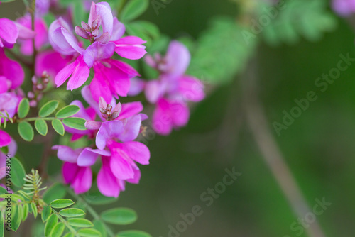 Close-up view of a flowering Himalayan indigo (Indigofera heterantha) selective focus.