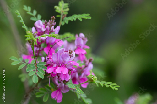 Close-up view of a flowering Himalayan indigo (Indigofera heterantha) selective focus.