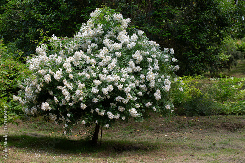 Multiflora rose (Rosa multiflora), a vigorous, thorny shrub with small white flowers in clusters. Common in hedgerows, wood edges, and fields; native to Asia, now widespread and invasive.